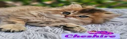 British Shorthair cats for sale: ✨️🧸 Stunning Babies 🧸✨️ - Advert 10