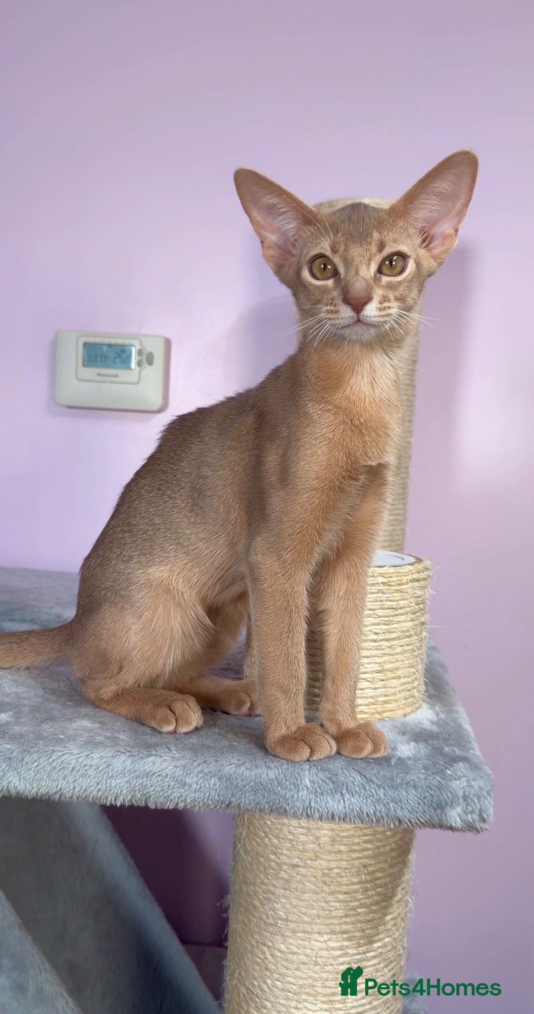 Abyssinian cats Beautiful Fawn Abyssinian Girl 🤍❤️ GCCF  - Advert 1