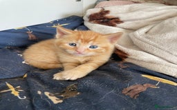 Mixed Breed cats for sale: Part Mainecoon Ginger Litter - Image 7