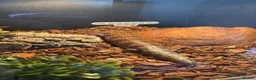 Skink reptiles for sale: Tanimbar blue tongue skink - Advert 5