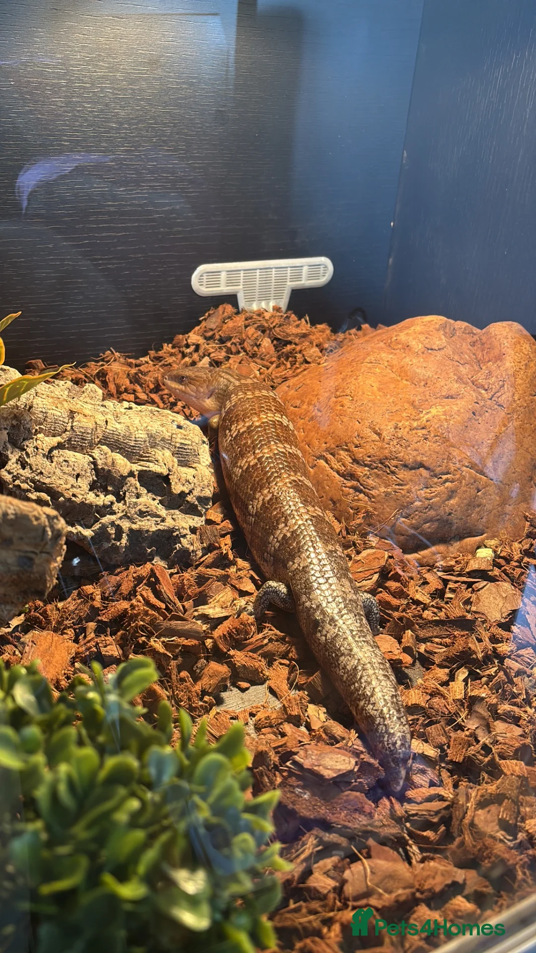 Skink reptiles for sale: Tanimbar blue tongue skink - Advert 5