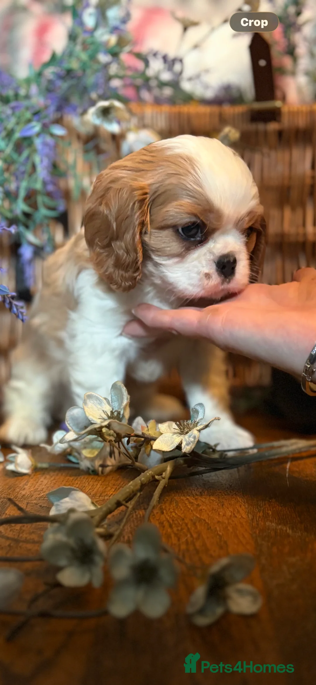 Cavalier King Charles Spaniel dogs for sale: KC PEDIGREE CAVALIER KING CHARLES - Advert 15