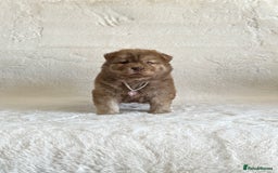 Chow Chow dogs for sale: Exotic colour chowsky puppies for sale  - Image 18