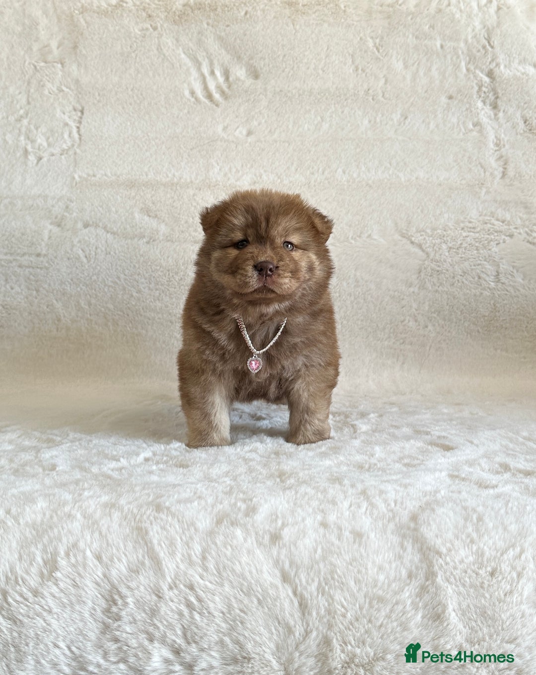 Chow Chow dogs for sale: Exotic colour chowsky puppies for sale  - Image 18