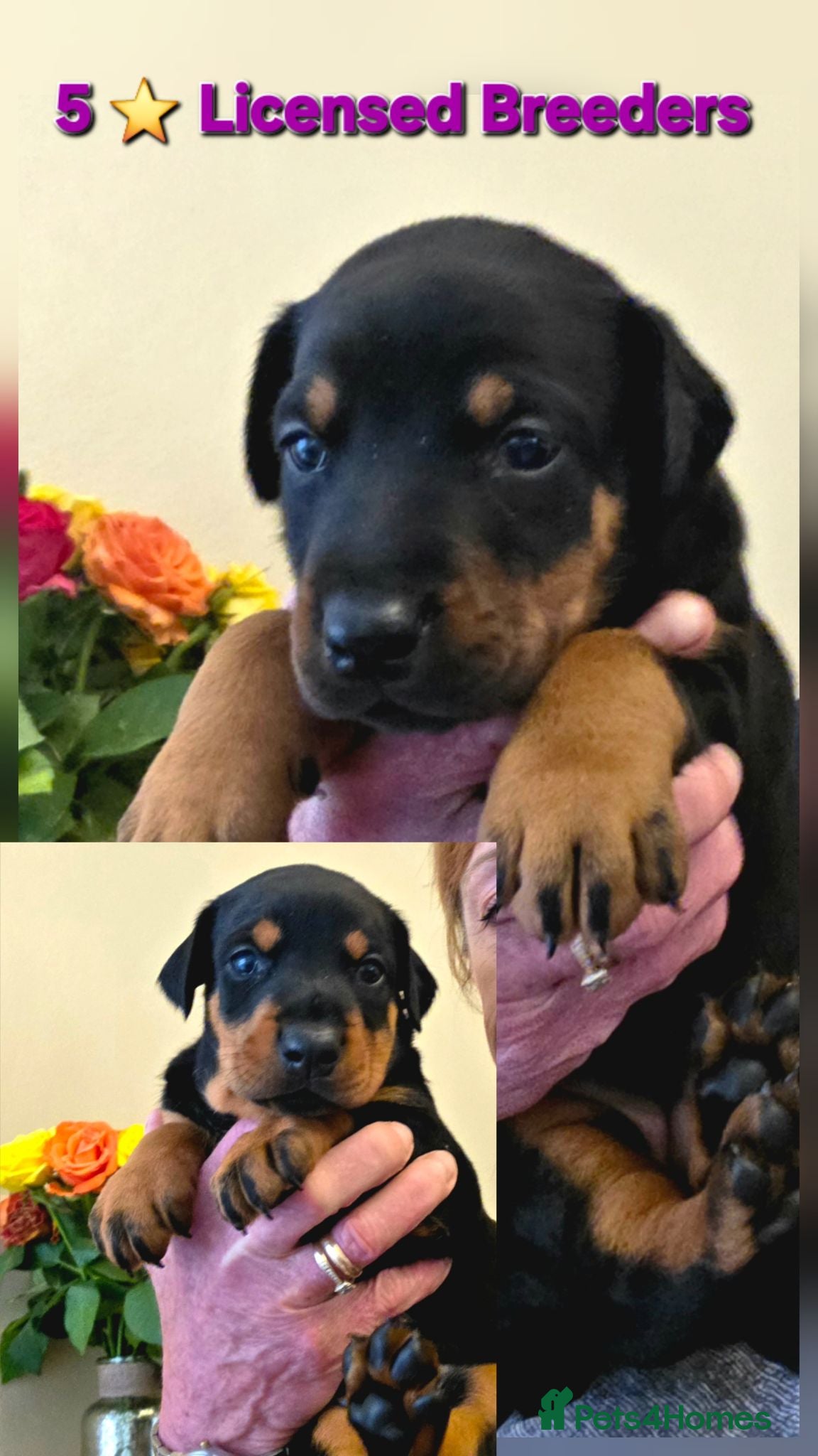 Dobermann dogs Fantastic KC Dobermann Puppies  - Advert 1