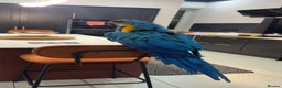 Macaws birds for sale: Tame and Talking Blue & Gold Macaw. - Advert 6