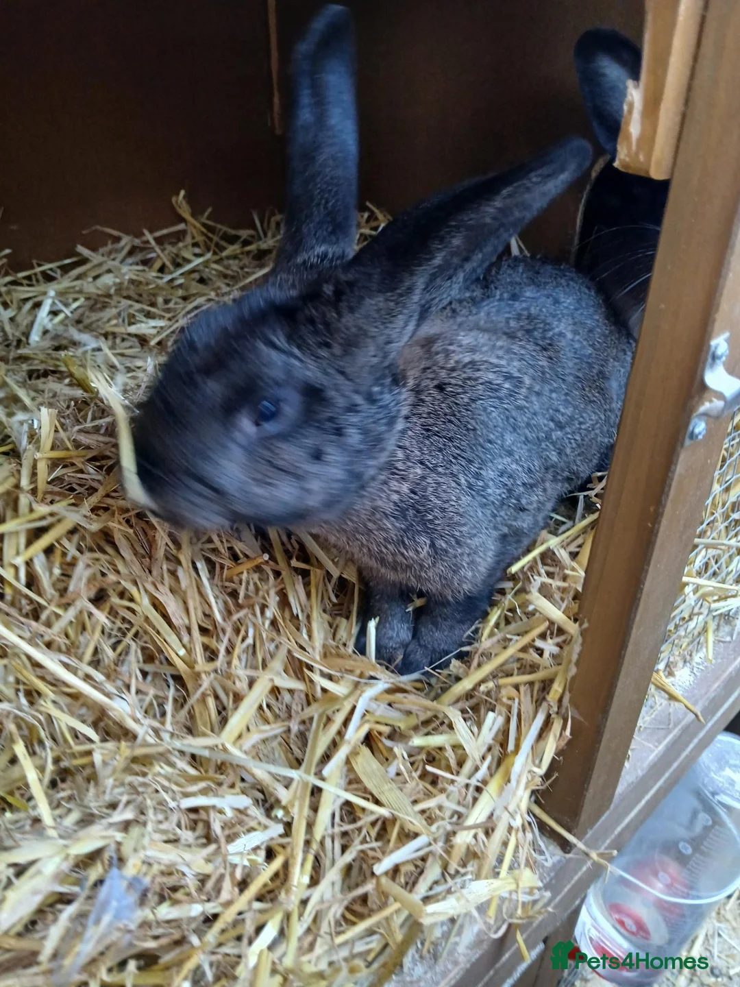 Mixed Breed rabbits for sale: Baby bunnies Dutch cross lop  - Advert 6