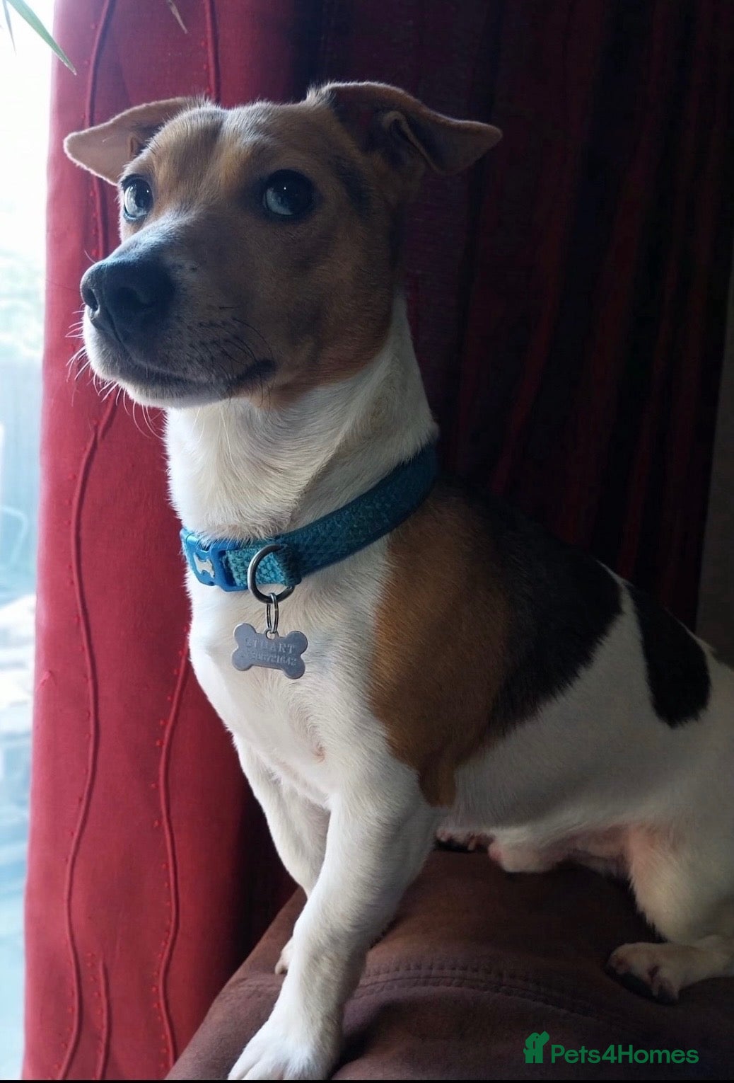 Jack Russell dogs Proven Jack Russell Stud - Advert 1