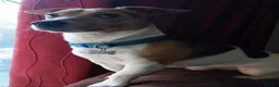 Jack Russell dogs for stud: Proven Jack Russell Stud - Advert 1