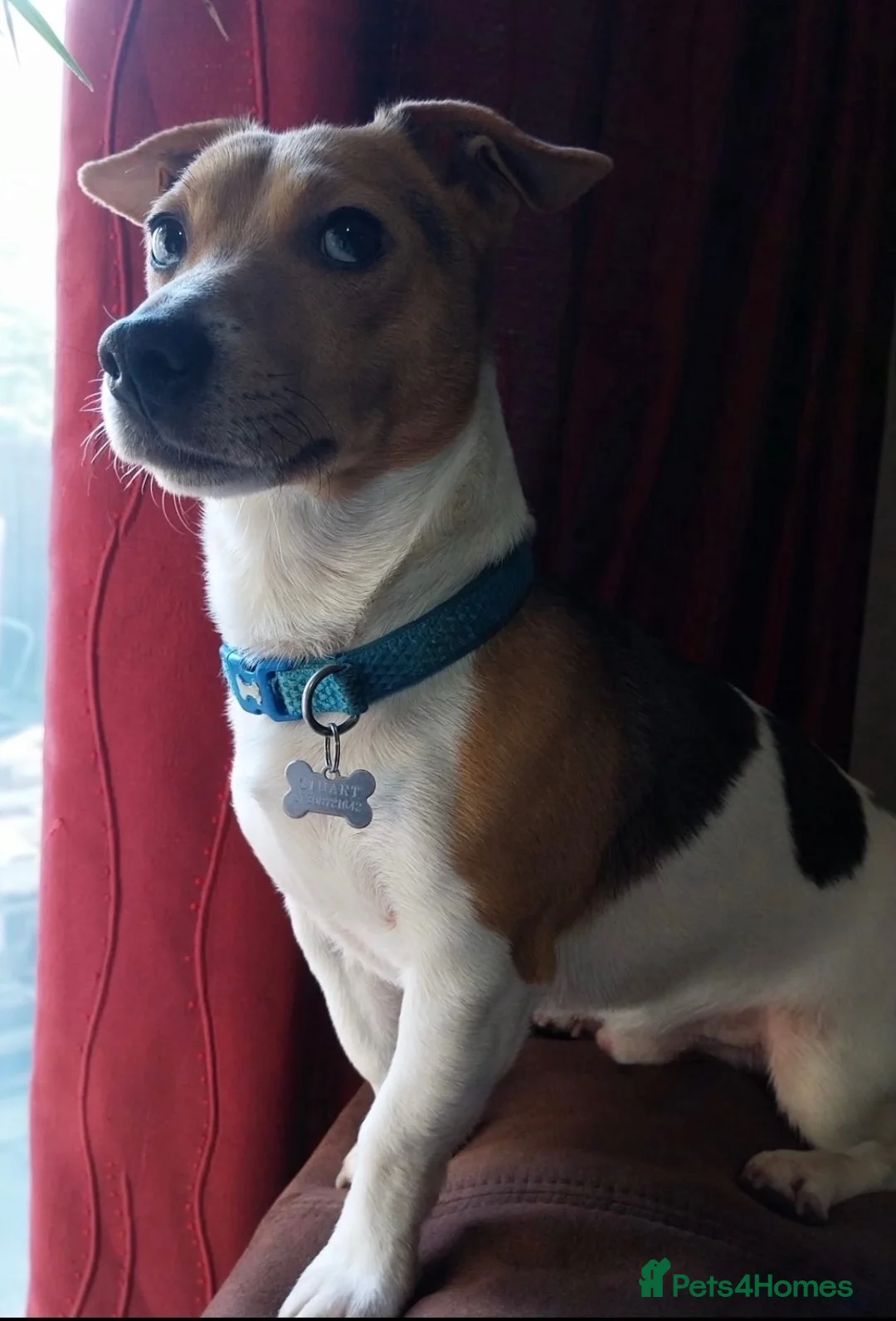 Jack Russell dogs for stud: Proven Jack Russell Stud - Advert 1