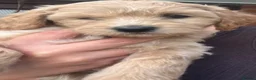 Shihpoo dogs for sale: 4 Shihpoos  - Advert 7