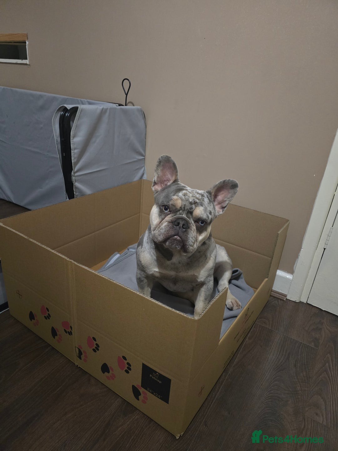 French Bulldog dogs for sale: French bulldog pups - Image 14