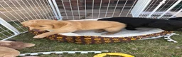 Mixed Breed dogs for sale: Stunning litter Flat coat x golden retriever  in Telford - Advert 11