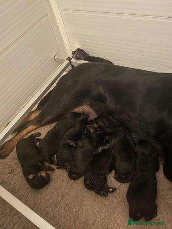 Rottweiler dogs - Advert 6