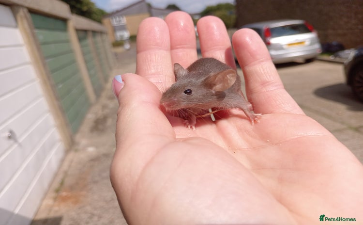 Mouse rodents - Advert 4