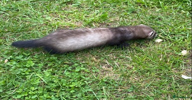 Ferret rodents - Advert 5