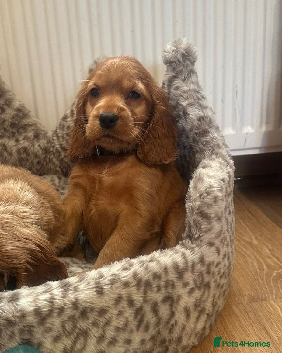 Cocker Spaniel dogs ⭐️Stunning show cocker spaniel puppies  - Advert 4