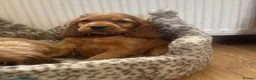 Cocker Spaniel dogs for sale: ⭐️Stunning show cocker spaniel puppies READY NOW - Advert 2