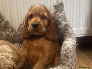 Cocker Spaniel dogs ⭐️Stunning show cocker spaniel puppies - Advert 1