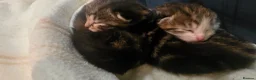 Domestic Shorthair cats for sale: 4 gorgeous kittens for sale in Burntwood - Advert 3