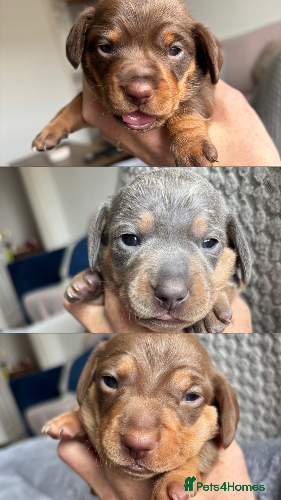 Miniature Dachshund dogs for sale: Miniature dachshund puppies - Image 2