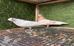 Pigeons birds for sale: Pigeons for sale - Image 4