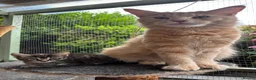 Maine Coon cats for sale: Maine Coon Kittens - Advert 5