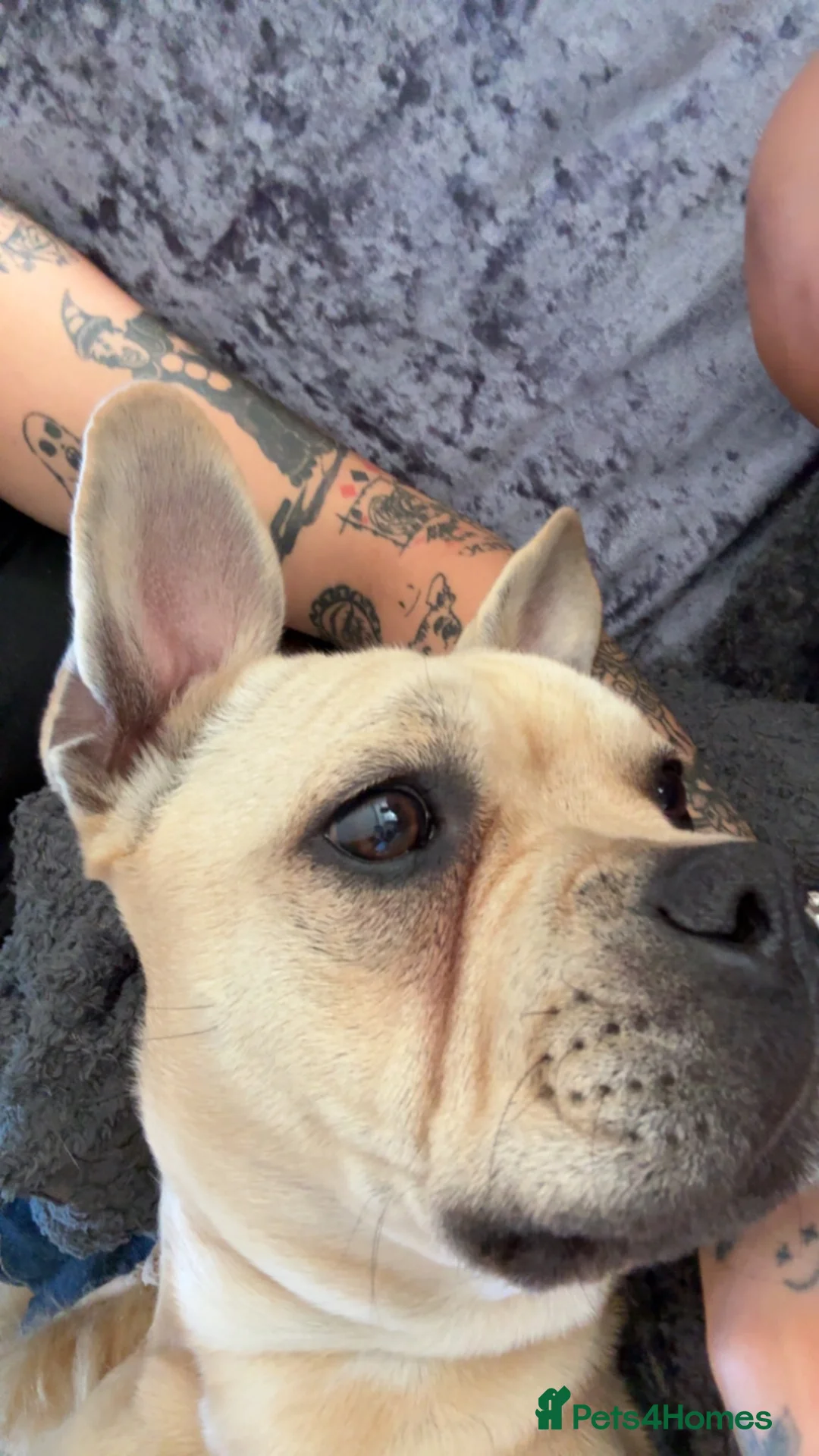 Mixed Breed dogs for sale: Rehoming  in Leicester - Advert 2
