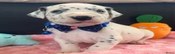 Dalmatian dogs for sale: Beautiful Dalmatian puppies ready to reserve  - Advert 9