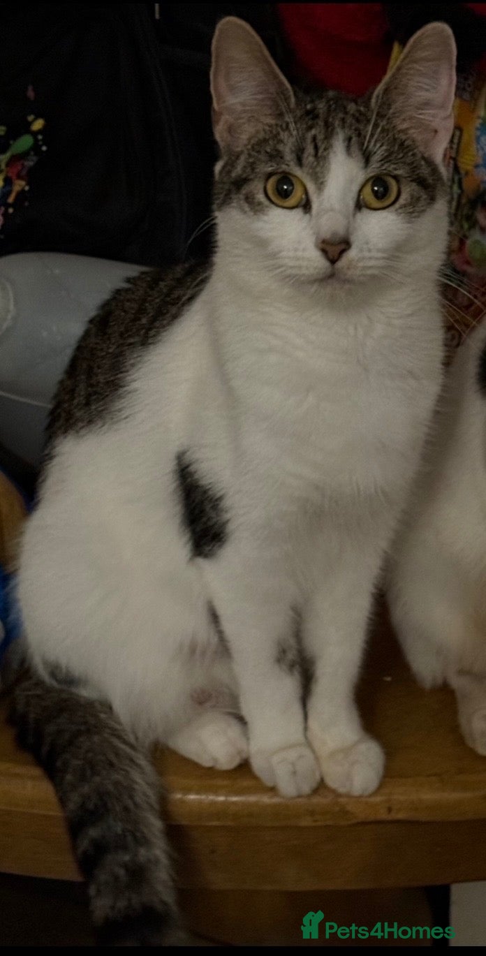Mixed Breed cats 1 BEAUTIFUL MALE KITTEN  READY  TO LEAVE NOW  - Advert 3