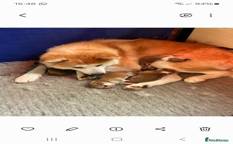 Japanese Akita Inu dogs - Advert 1