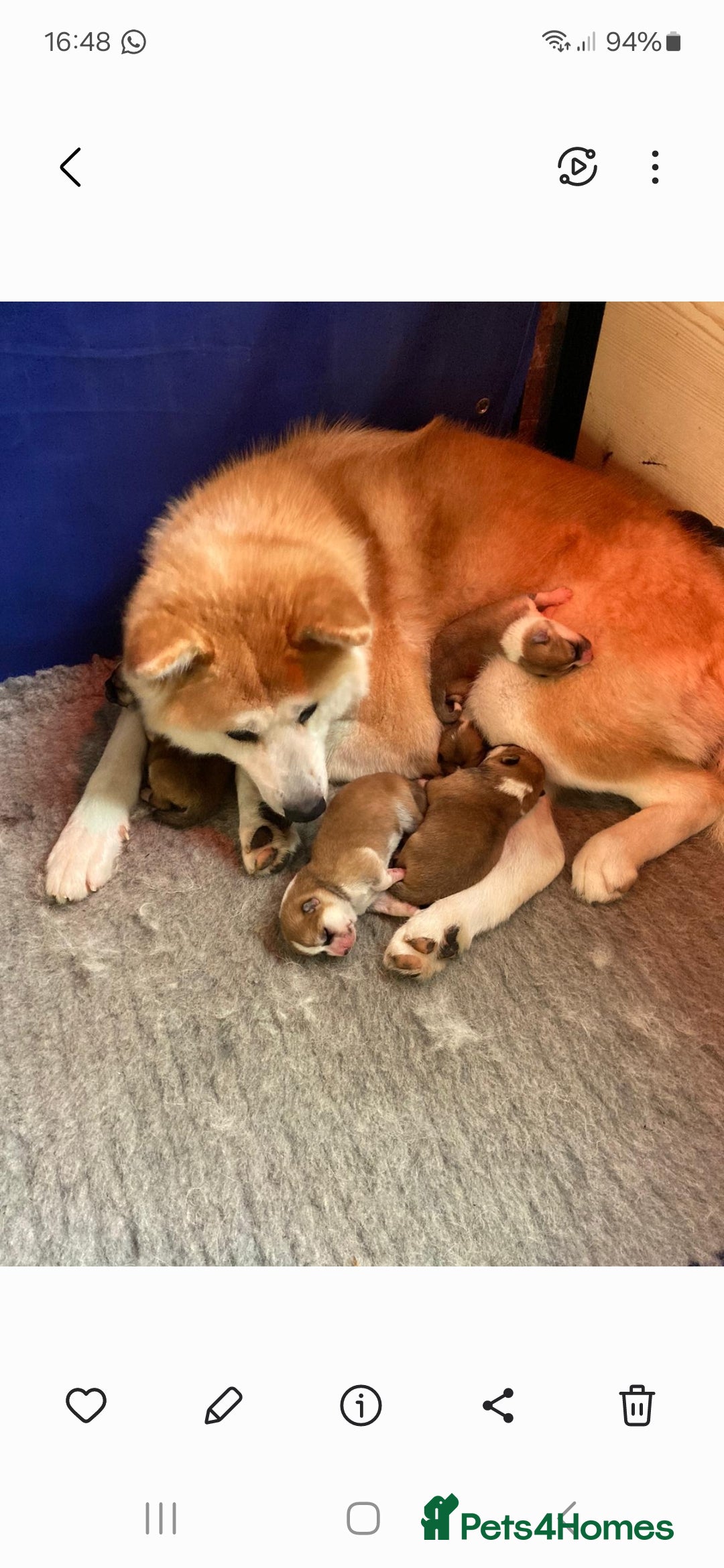 Japanese Akita Inu dogs for sale: Longcoat Japanese Akita Inu - Image 1