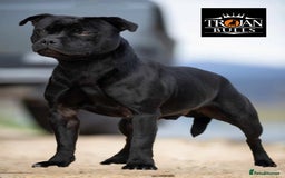 Staffordshire Bull Terrier dogs for sale: Staffordshire Bull Terrier pups - Image 5