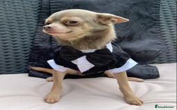 Chihuahua dogs for stud:  Kennel Club Registered Lilac Tricolour at stud in Luton - Image 2