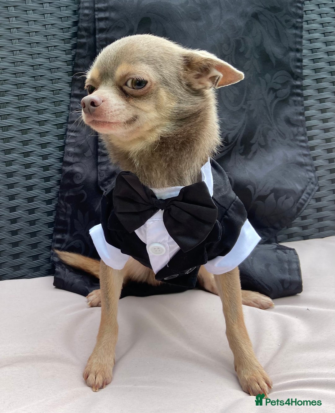 Chihuahua dogs for stud:  Kennel Club Registered Lilac Tricolour at stud in Luton - Image 2