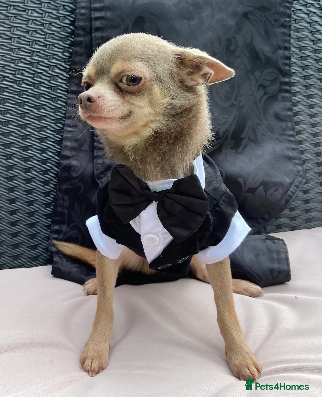 Chihuahua dogs for stud:  Kennel Club Registered Lilac Tricolour at stud in Luton - Advert 2