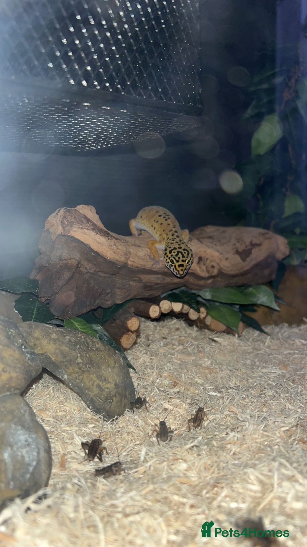 Leopard Gecko reptiles for sale: Leopard gecko  - Advert 3