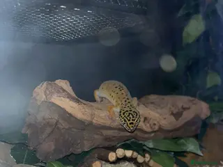 Leopard Gecko reptiles Leopard gecko - Advert 11