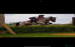 Connemara horses for sale: Super Connie Mare - Image 2