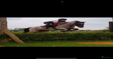 Connemara horses - Advert 1