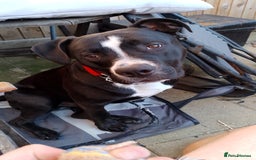 Mixed Breed dogs for sale: American bulldog cross - Image 2