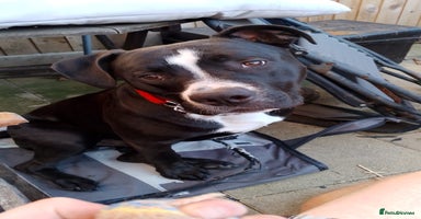 Mixed Breed dogs - Advert 9