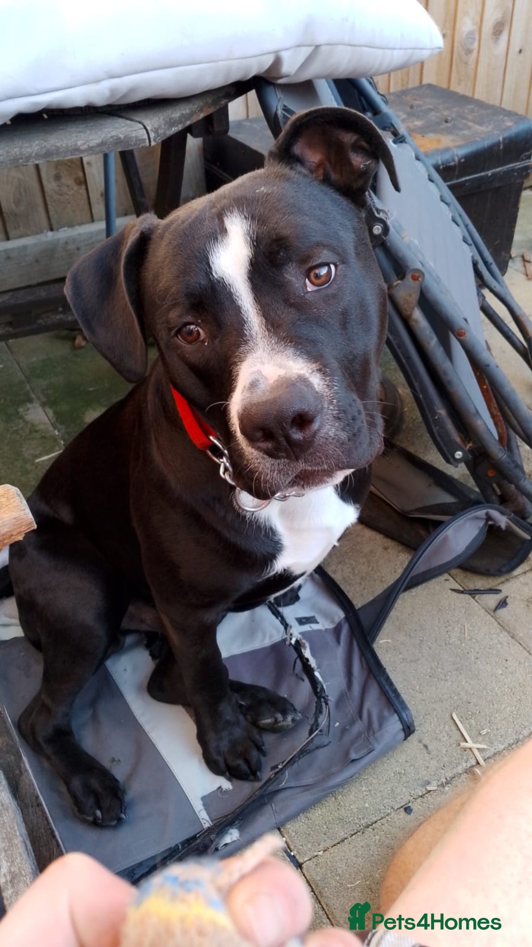 Mixed Breed dogs for sale: American bulldog cross - Image 2