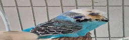 Budgerigars birds for sale: Adult Male & Female Exhibition Budgies - Advert 4