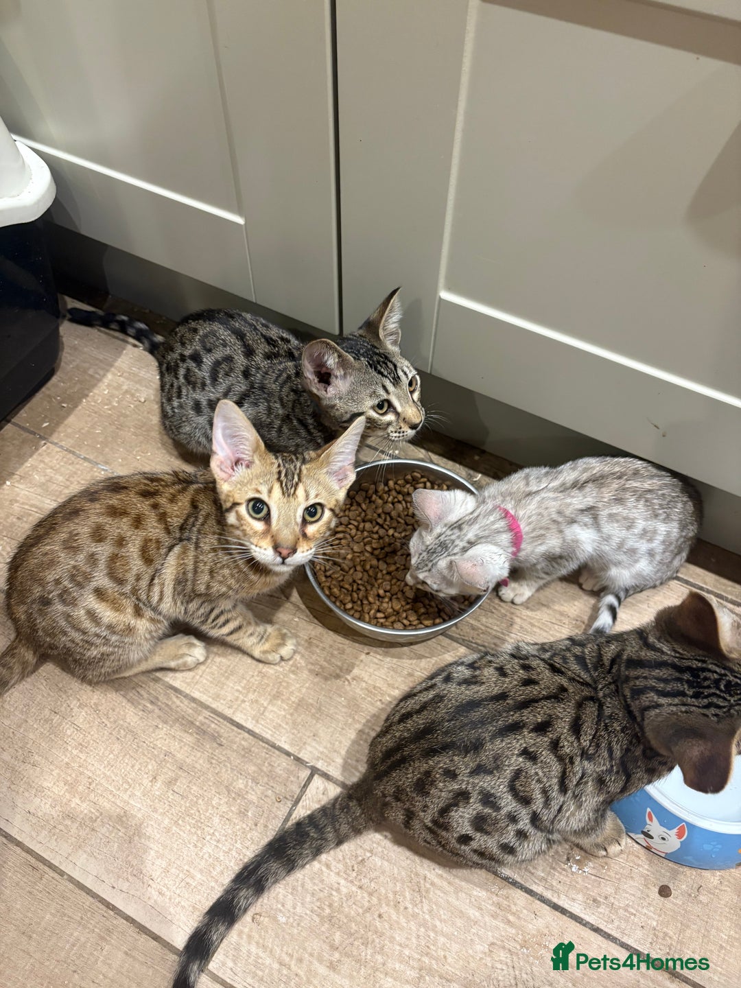 Bengal cats for sale: Bengal cubs for sale  - Image 2