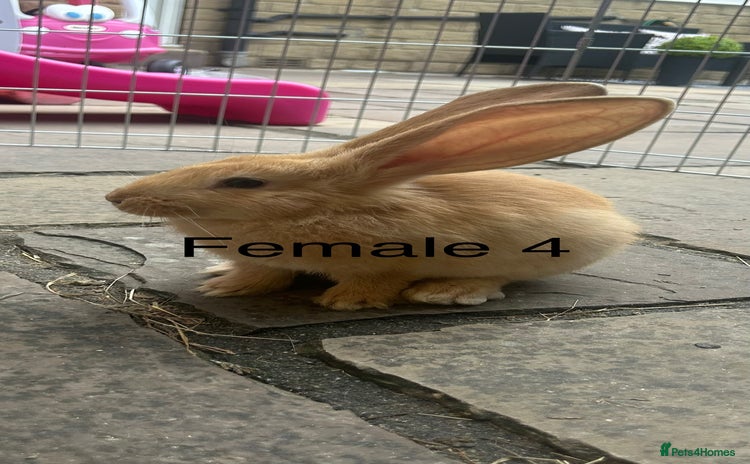 Continental Giant rabbits in Cleckheaton - Advert 6