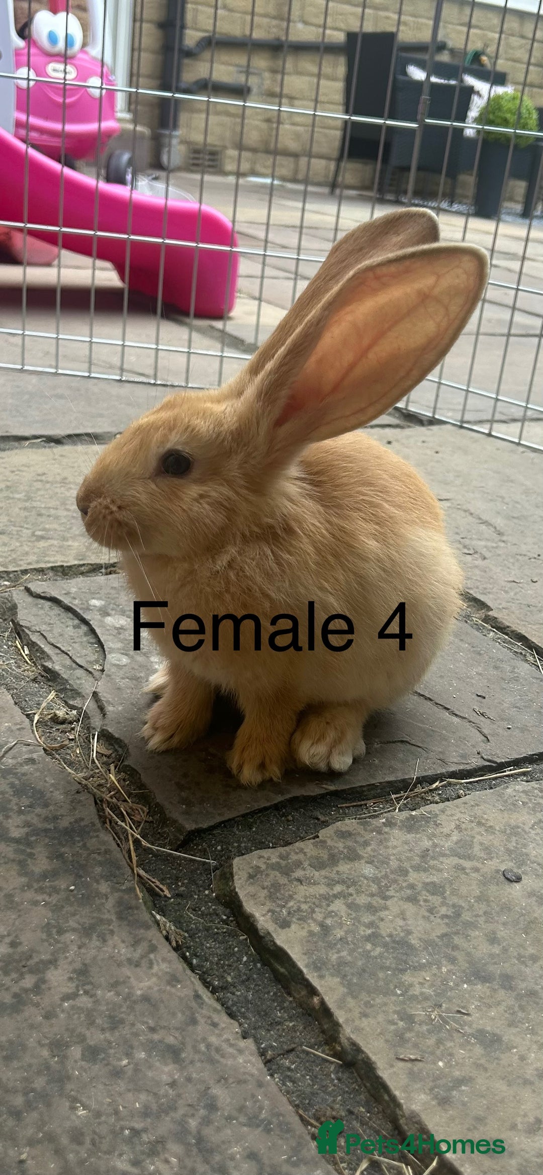 Continental Giant rabbits for sale: READY TO RESERVE - Continental Giant Litter  in Cleckheaton - Image 1