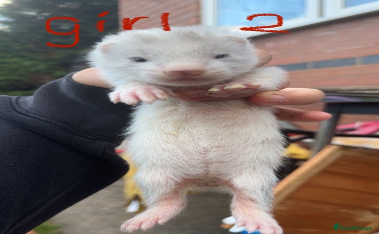 Ferret rodents - Advert 1