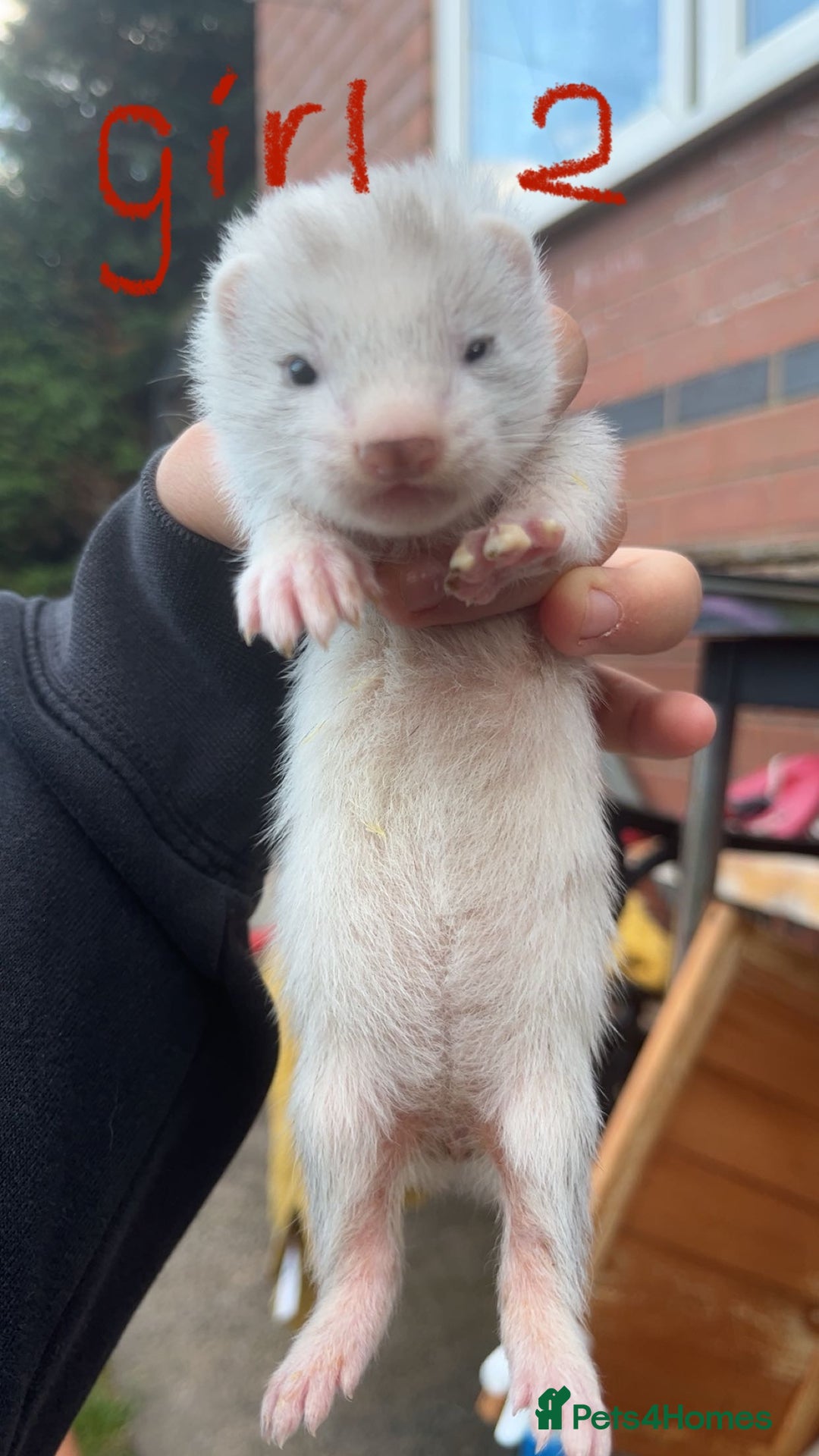 Ferret rodents for sale: 3 baby ferrets - Image 1