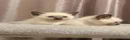 Siamese cats for sale: Fluffy Siamese x Ragdoll Kittens – Blue Eyes - Advert 7